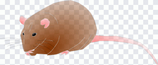 Rat, souris, dessin animé, rongeur PNG