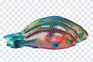Perroquet, poisson, bleu, animal, animaux PNG