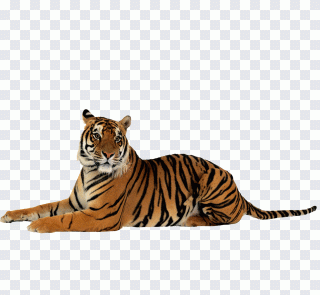 Tiger, Tigers Tigers, buttoning s, animals PNG