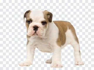 Chien, animal de compagnie, animaux PNG