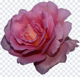 Roses de jardin, amour, fleur PNG