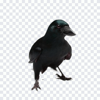 New Caledonian crow Bird Common raven PNG