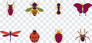 Käfer, Schmetterling, Insekt, Tiere PNG
