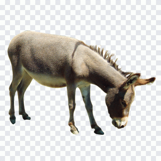 Burro, cuadro, mapa físico, físico, pequeño PNG