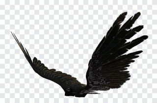 Ala, ala de ángel, ángel, cola, silueta PNG