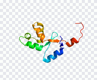 OCA2 hect domain and RLD 2 Gene Protein PNG