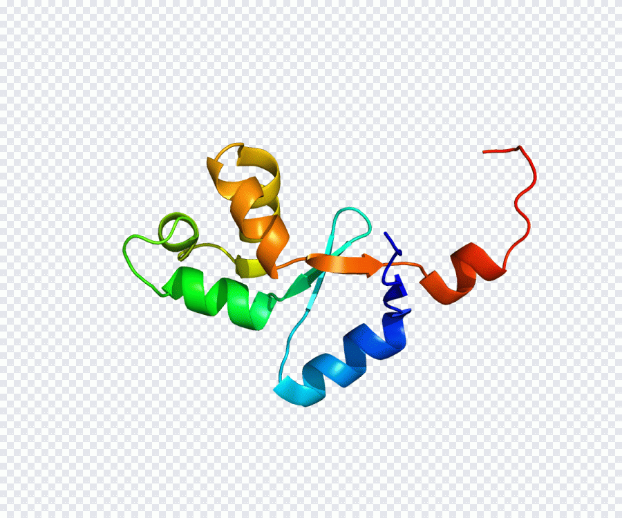 Gène, protéine, enzyme PNG