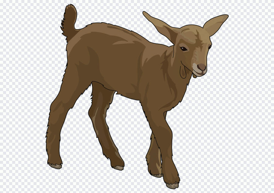 Chifre, professor, cabra, reunião, cabras PNG