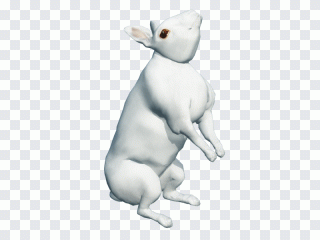 Chat, animal, lapin, soupe, animaux PNG