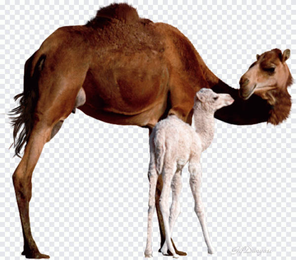 Camello, madre, bebé, personas, fauna PNG