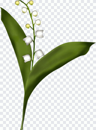 Dessin, feuille, tige, plante, herbe PNG