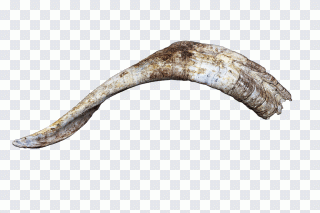 Corne, chèvre, bois de cerf PNG