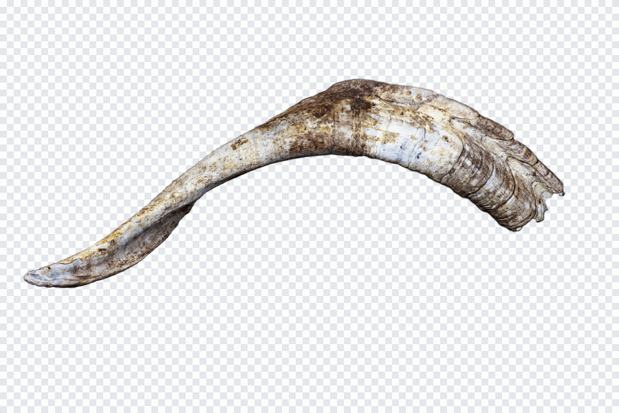Corne, chèvre, bois de cerf PNG
