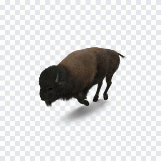 Buffalo American bison, Running bison PNG