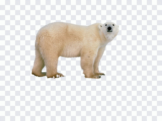 Ours polaire, ours, faune, fourrure PNG