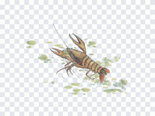 Krabbe, Meeresfrüchte, Lebensmittel, Tinte PNG