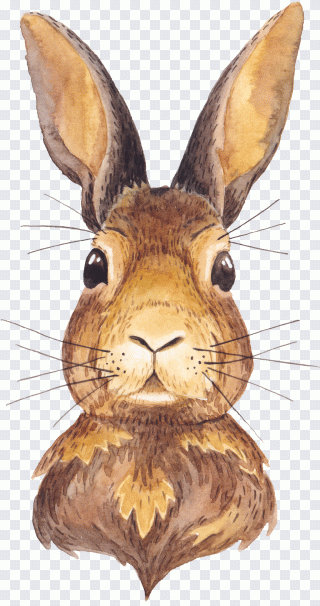 Coelho, animal, pintado à mão PNG