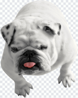 Welpe, Hund, Tiere, Hundepflege PNG