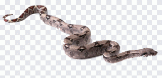 Serpent, animal PNG